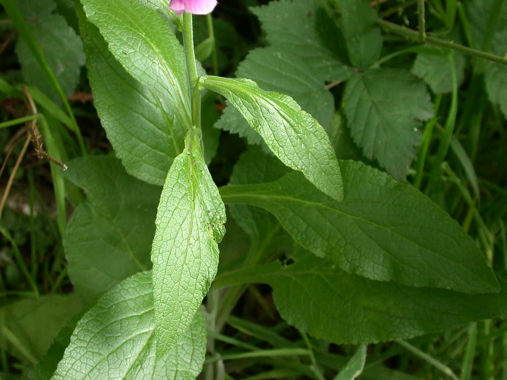 Digitalis purpurea / Digitale rossa